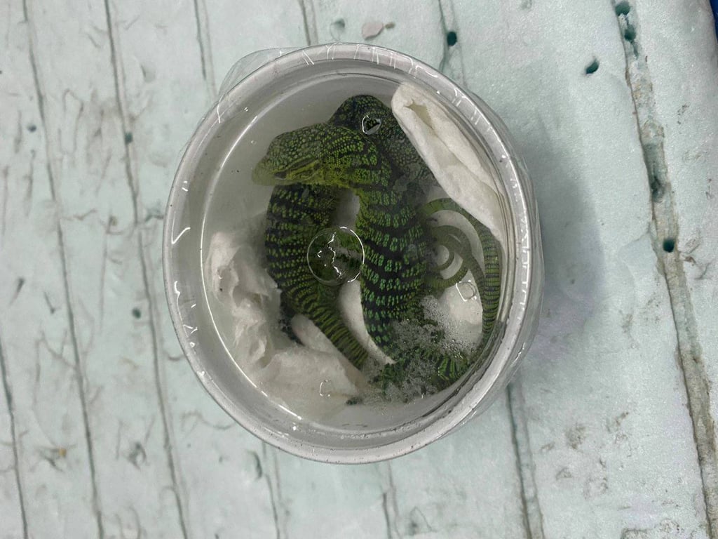 рептилії