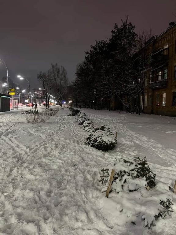 В Киеве срубили елки