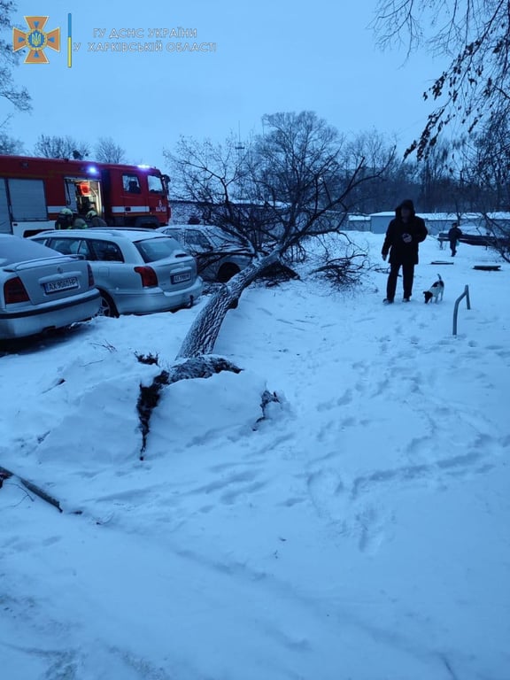 дерево
