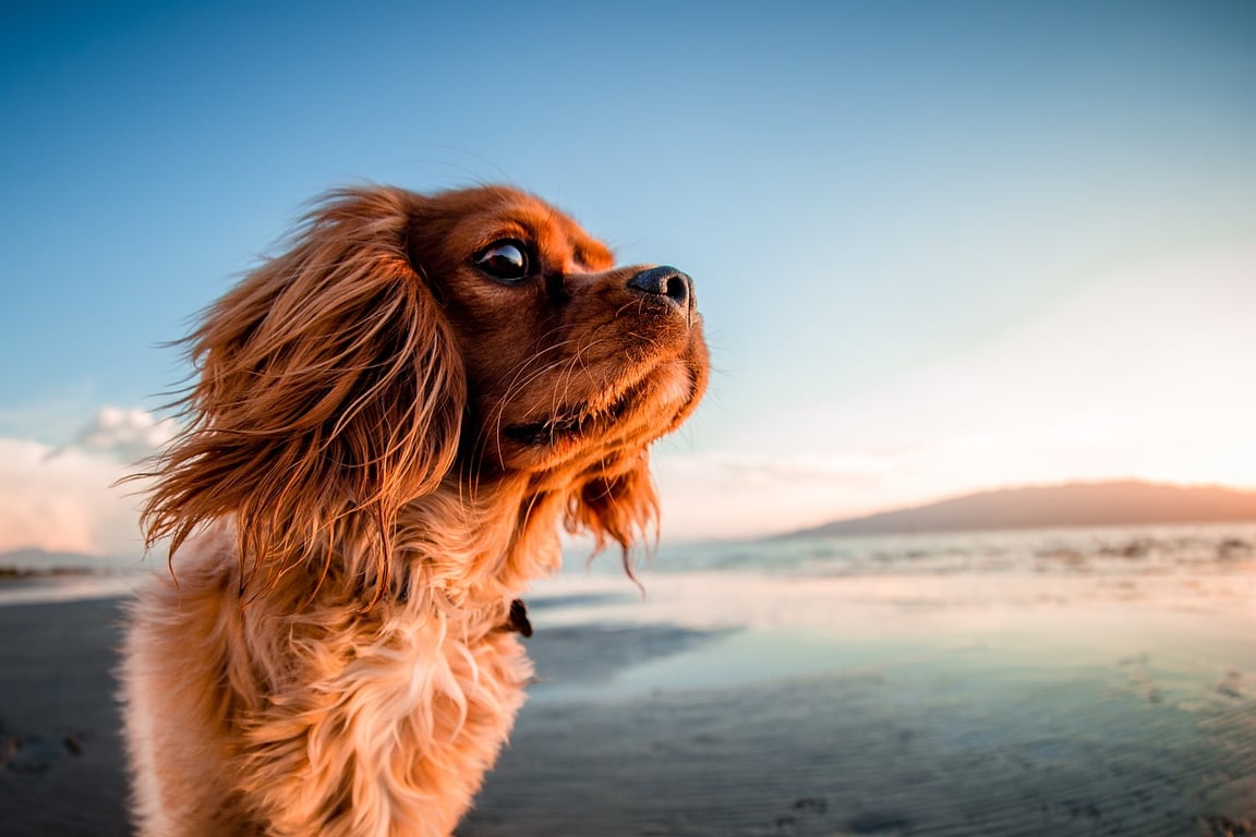 можно ли собаку вести на пляж