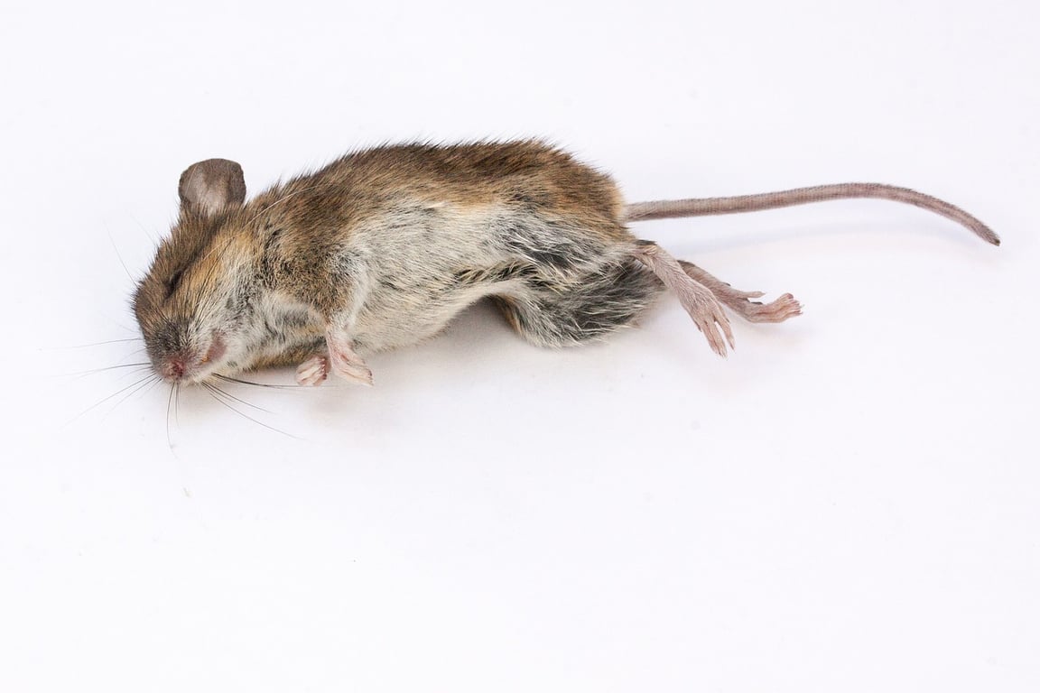 мертвая мышь в еде