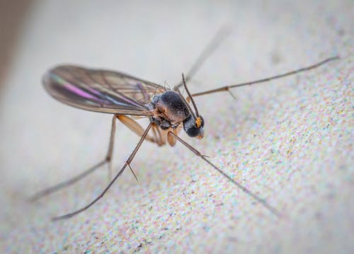 Що відлякує комара