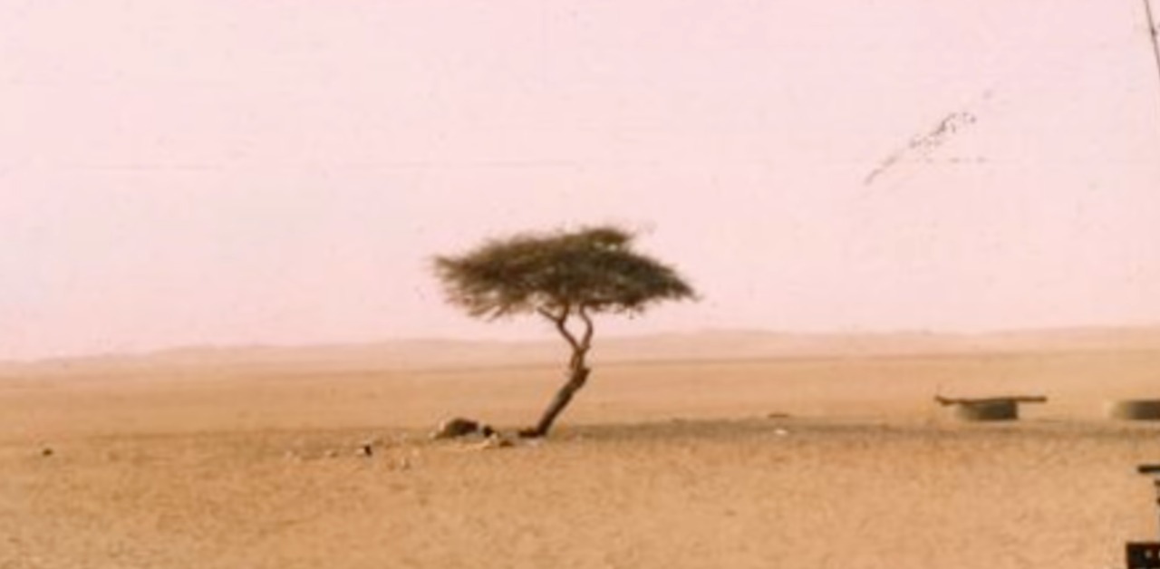 дерево в Нигере