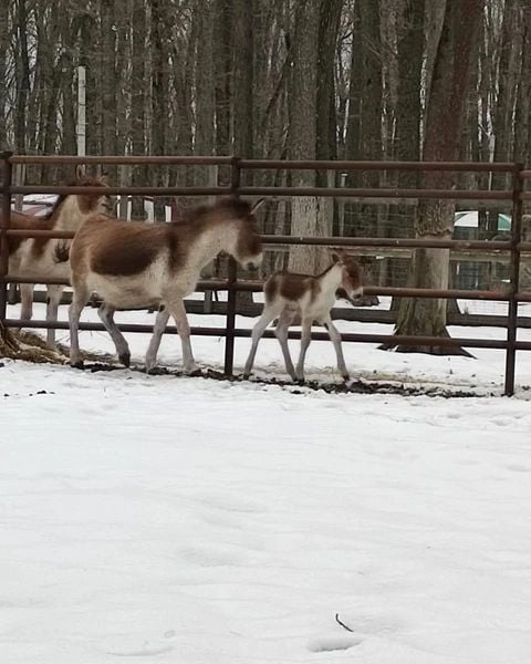 Зоопарк