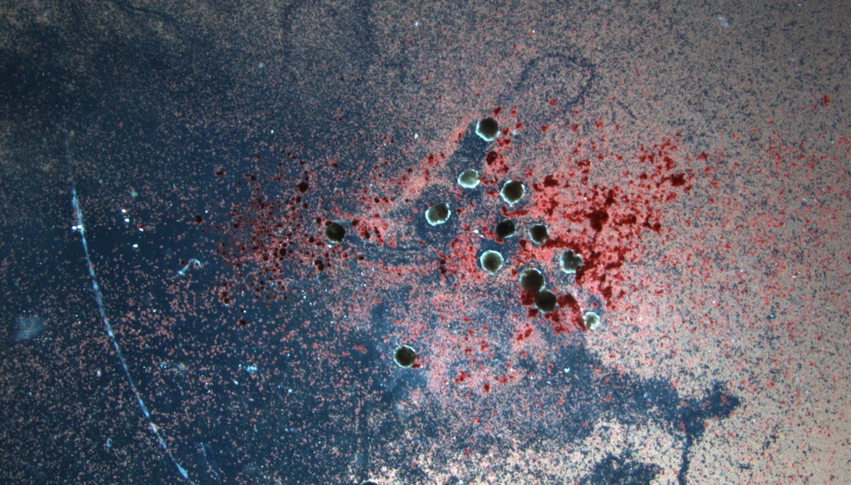 Група ксеноботів "прибирає" чашку Петрі, пересуваючи сміття та збираючи його на купу