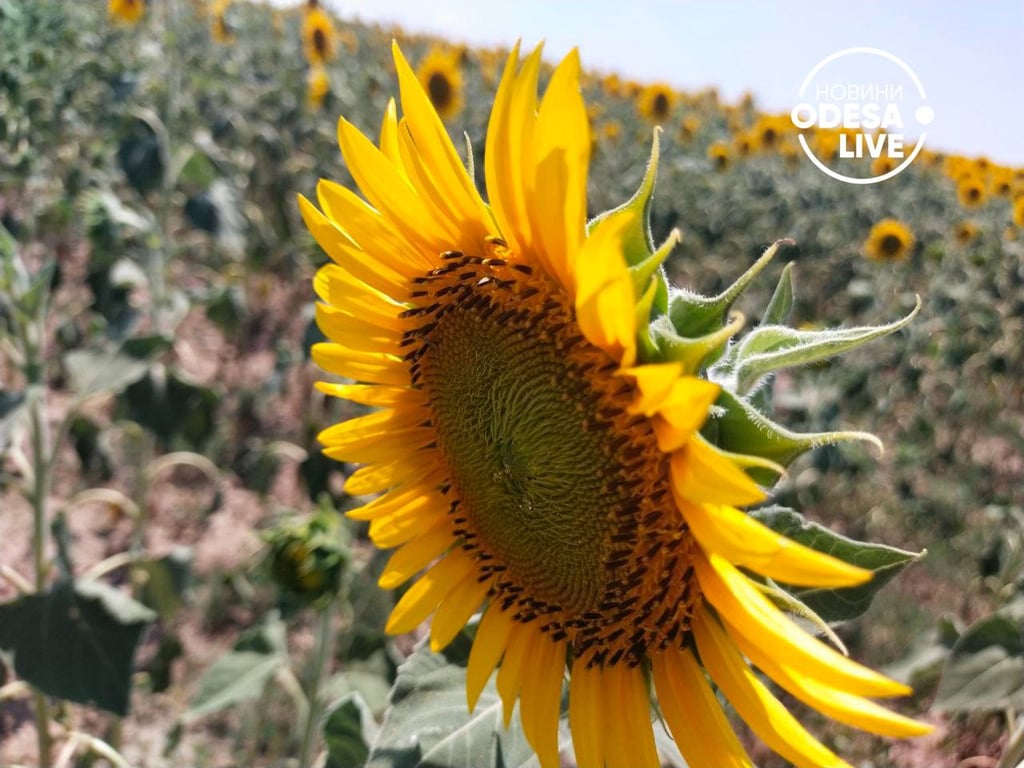 в одеській області роквітли соняшники