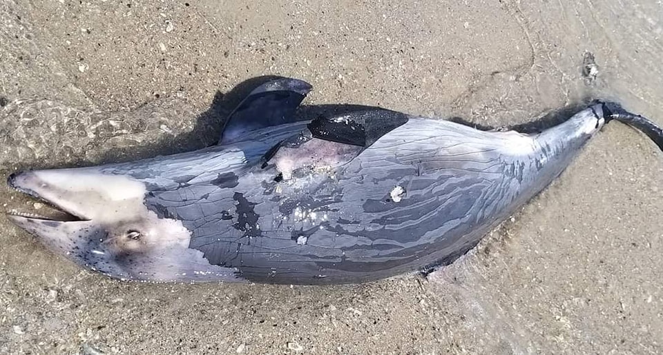 мертвий дельфін