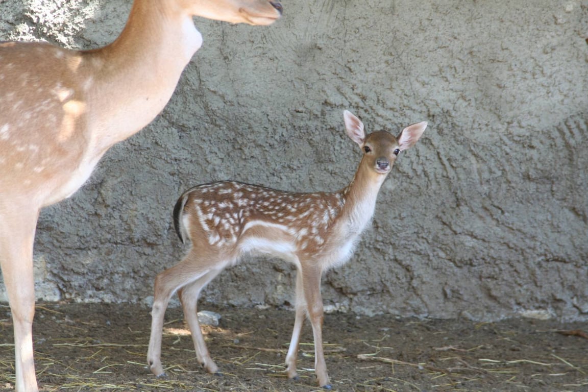 В одеському зоопарку народилися малюки європейської лані
