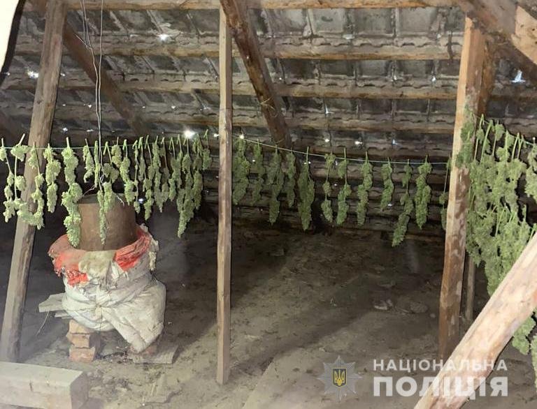 В Одесской области задержаны наркоаграрии