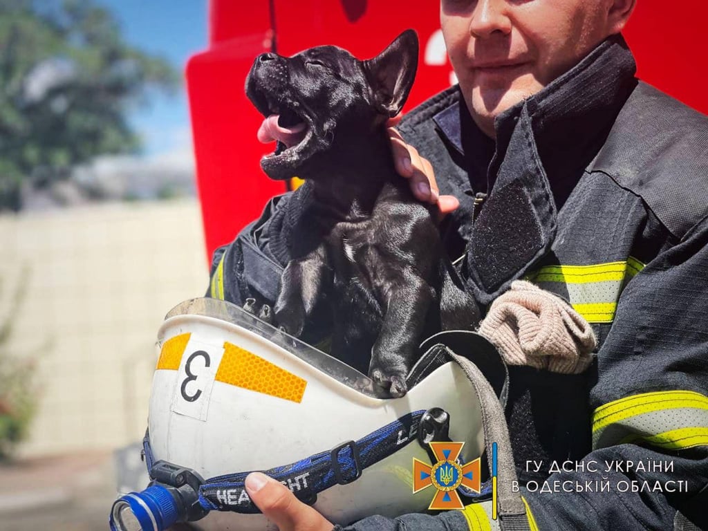 одеським рятувальникам подарували собаку