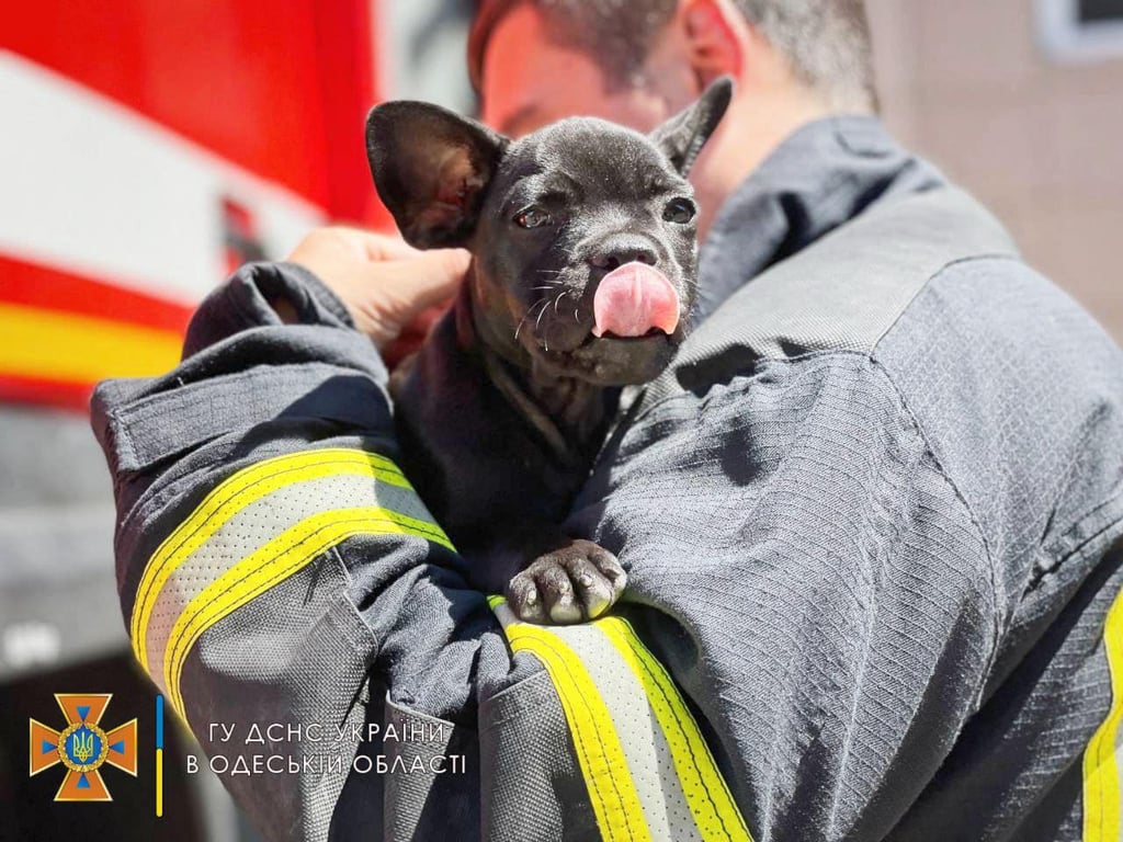 одеським рятувальникам подарували собаку