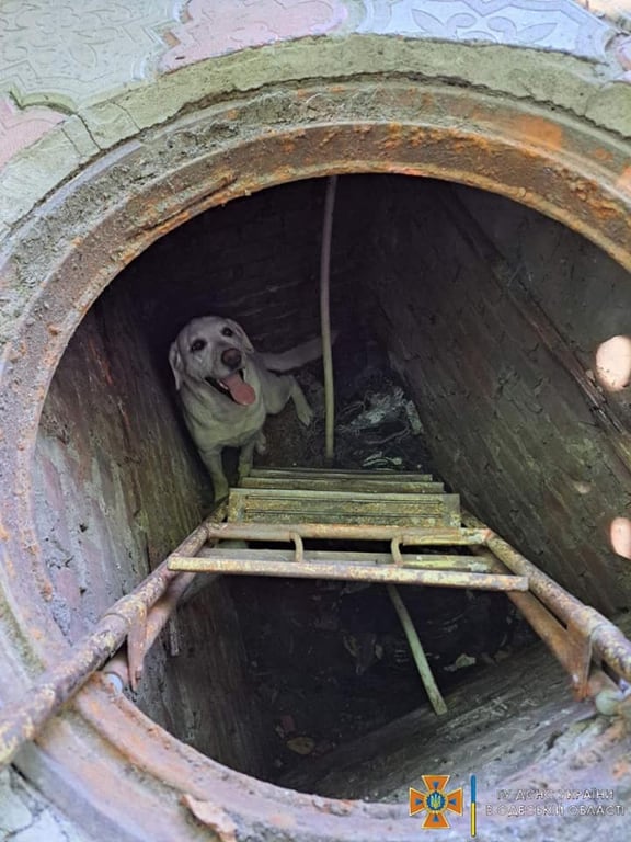 Подольские спасатели освободили собачку из ловушки