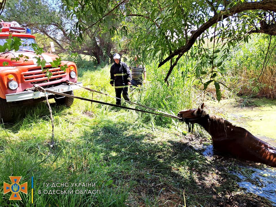 В Одеській області врятували коня з болотистої пастки