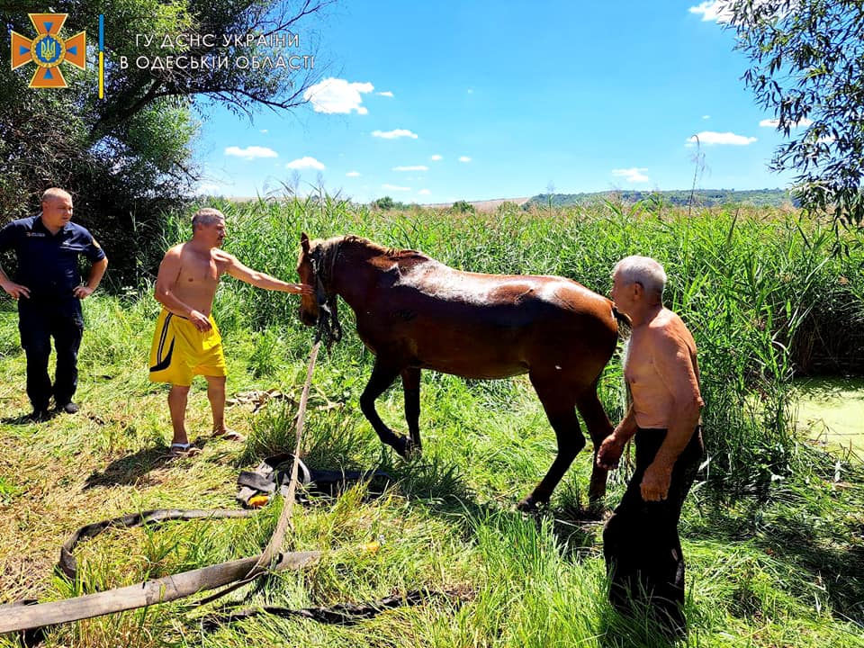 В Одеській області врятували коня з болотистої пастки