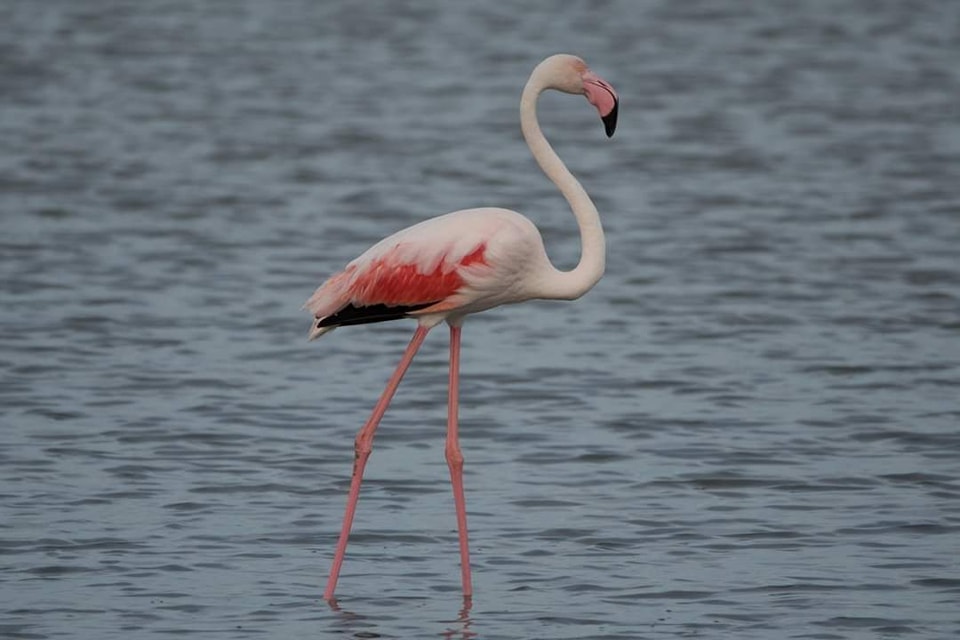 фламинго одеса