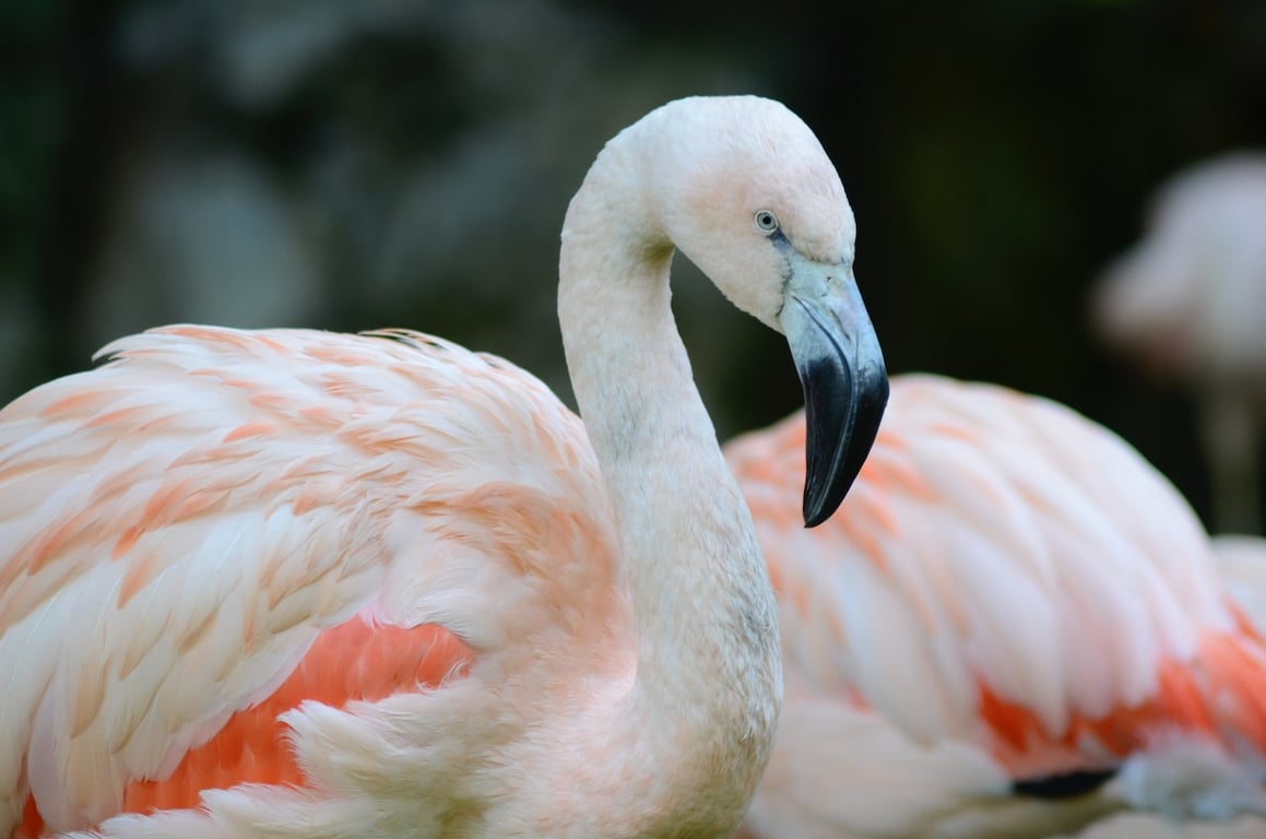 фламинго одесса