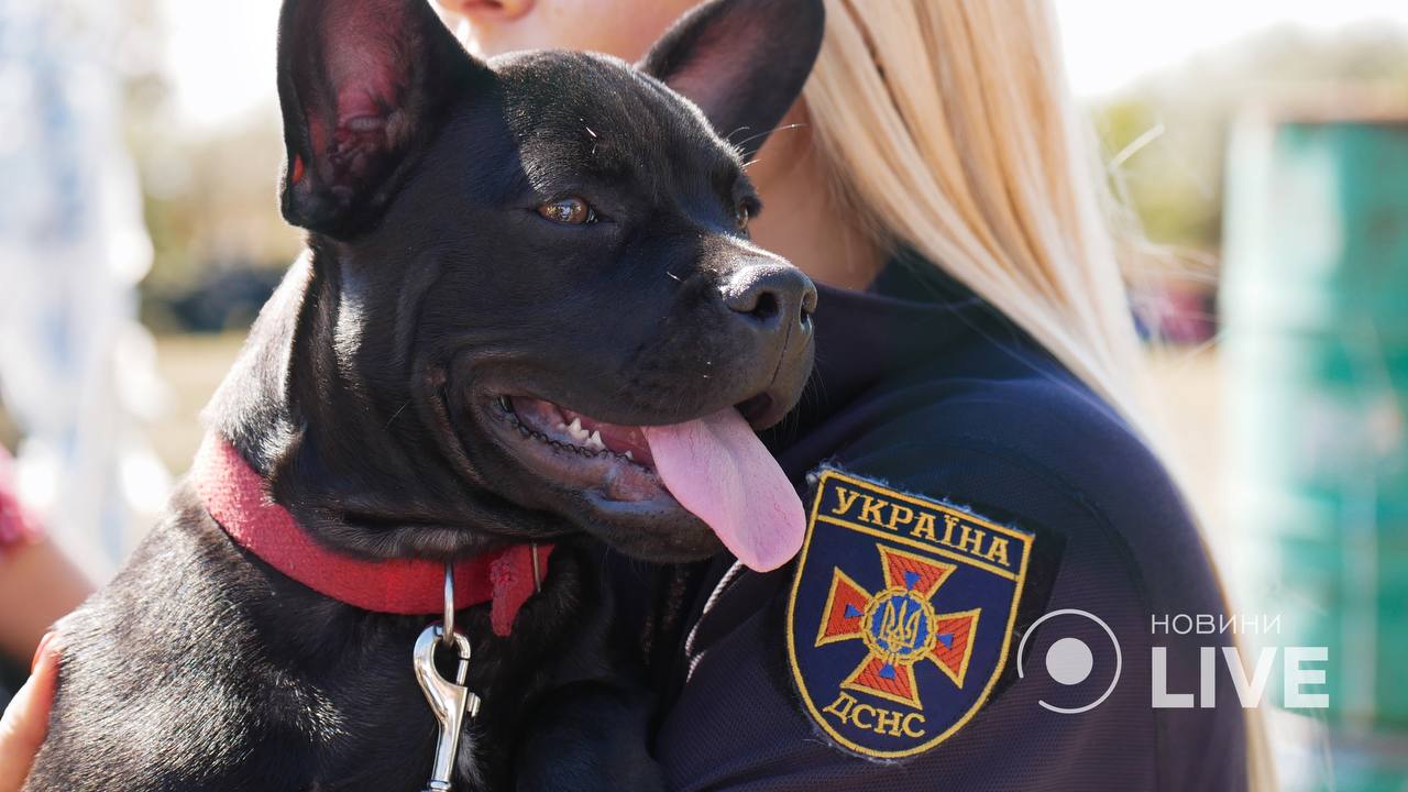 Чотирьохлапий доброволець: пес Мажор, який сам визнався бути рятувальн