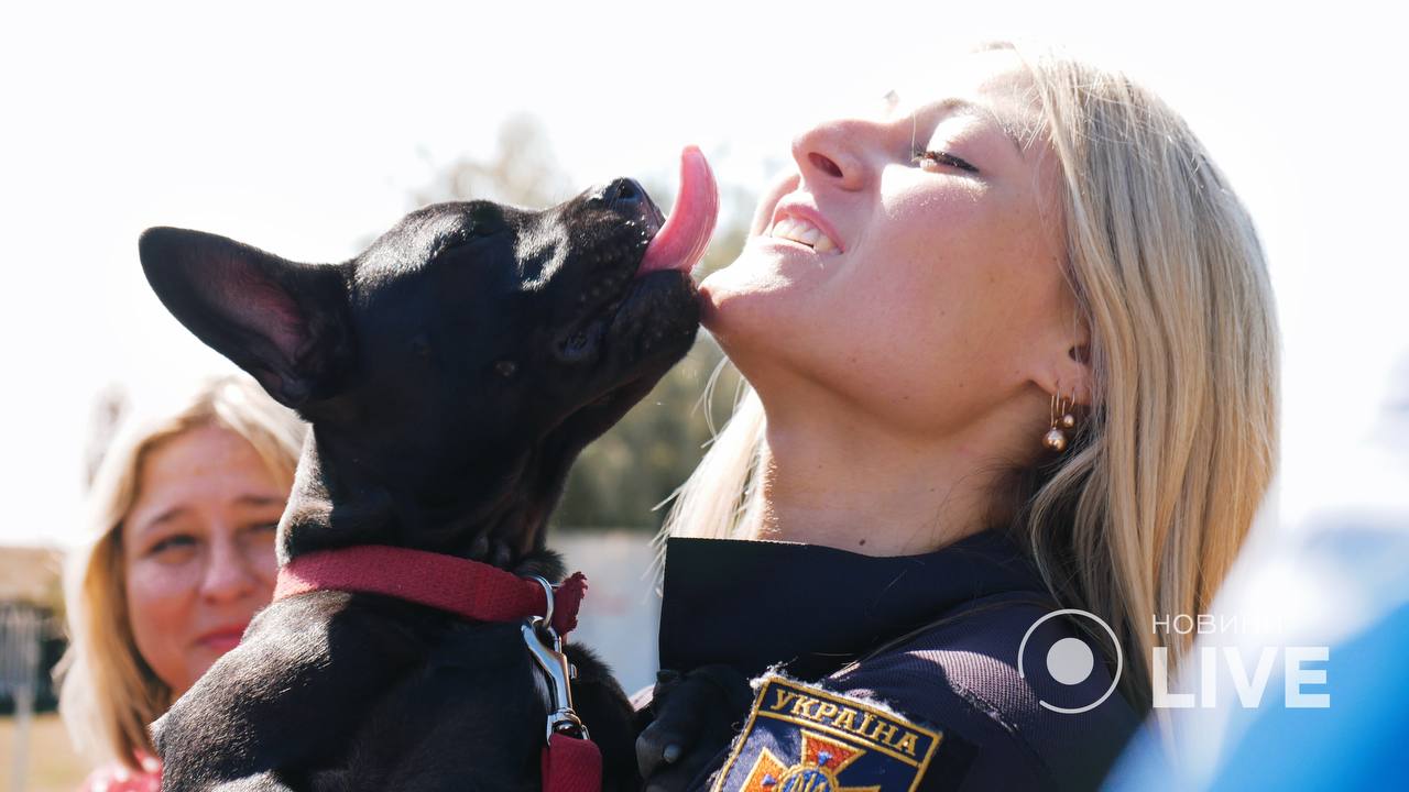 Чотирьохлапий доброволець: пес Мажор, який сам визнався бути рятувальн