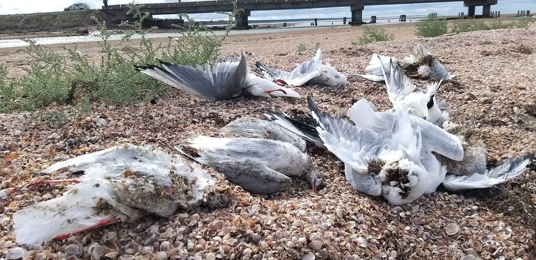 На двух лиманах Одесщины зафиксировали массовую гибель птиц