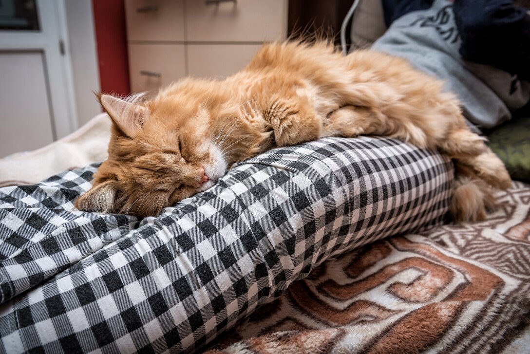 Чому коти лягають на хворе місце і які хвороби "лікують"