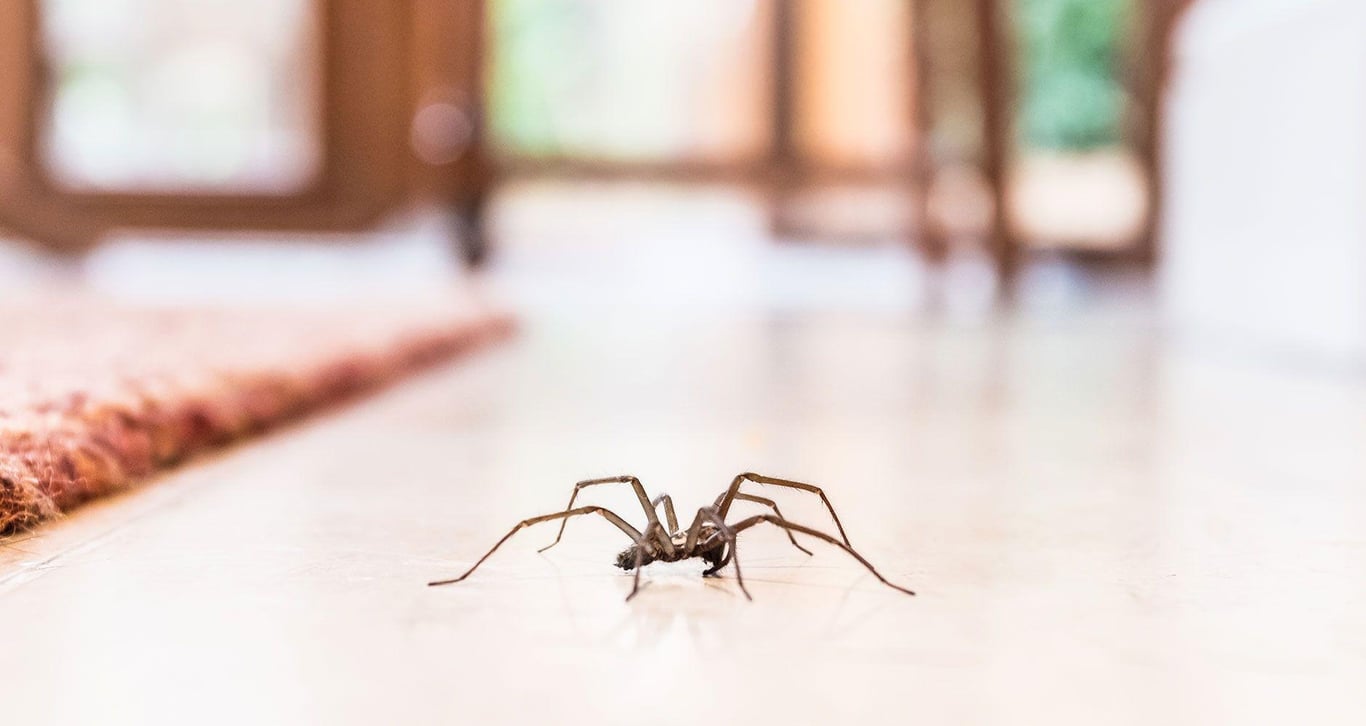 Где пауки любят прятаться в доме и как их избавиться