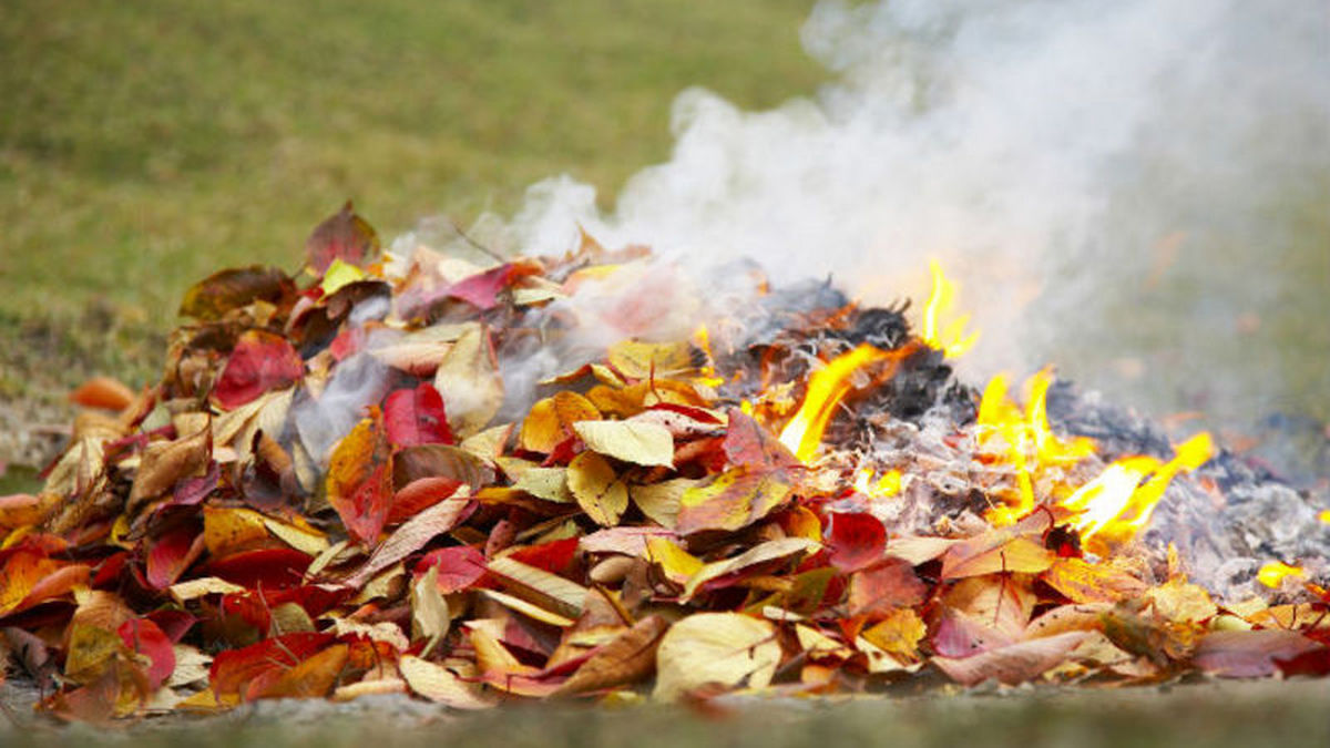 Чому спалювати листя не можна?