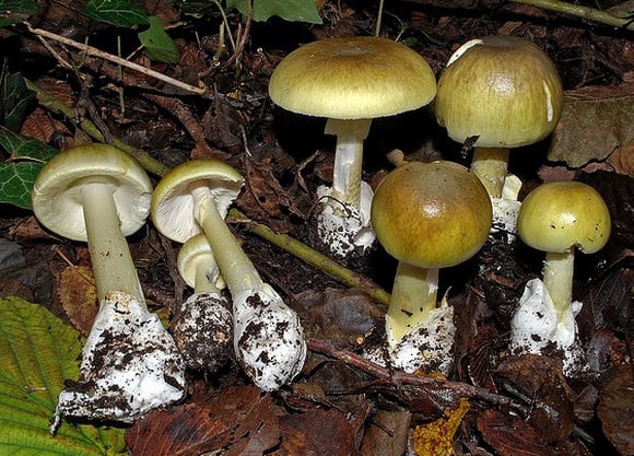 отруєння грибами