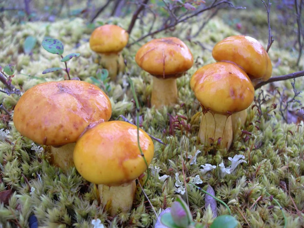Где искать грибы маслята