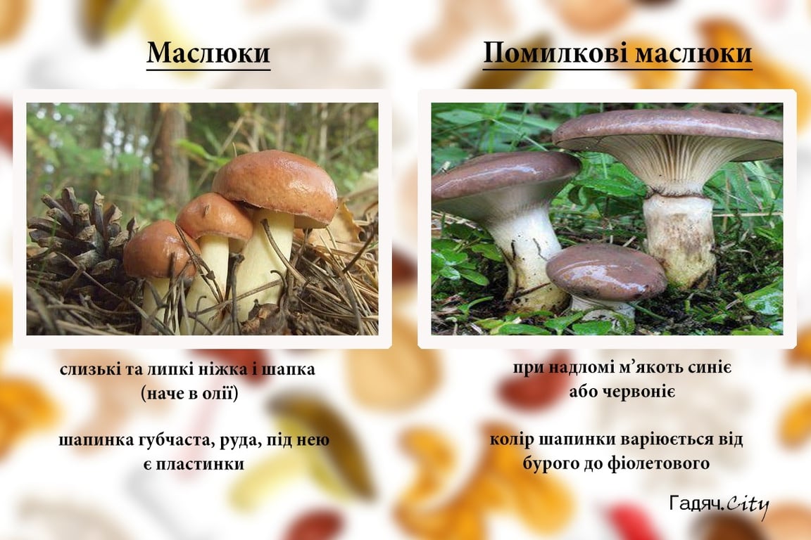 Как отличить маслята от ядовитых грибов