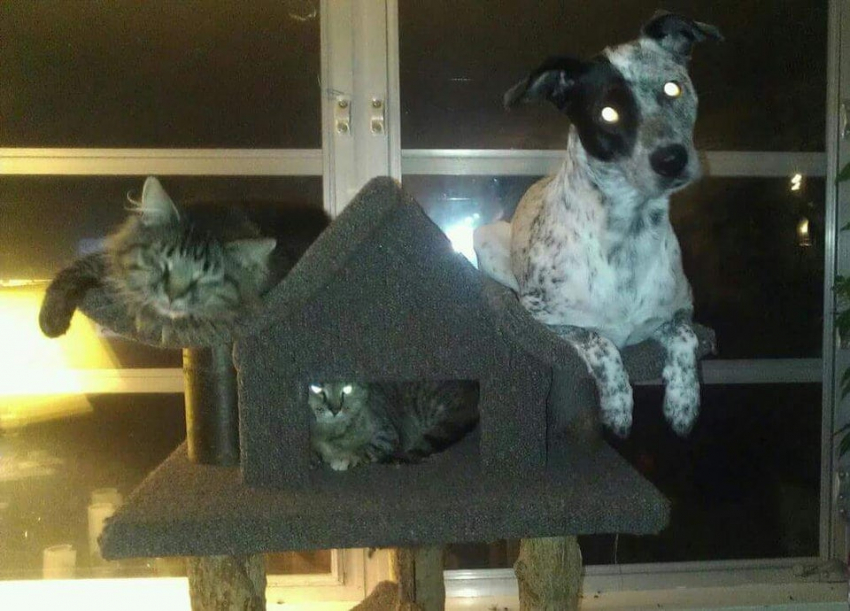 Курйозні фото собак, які вважають себе котами