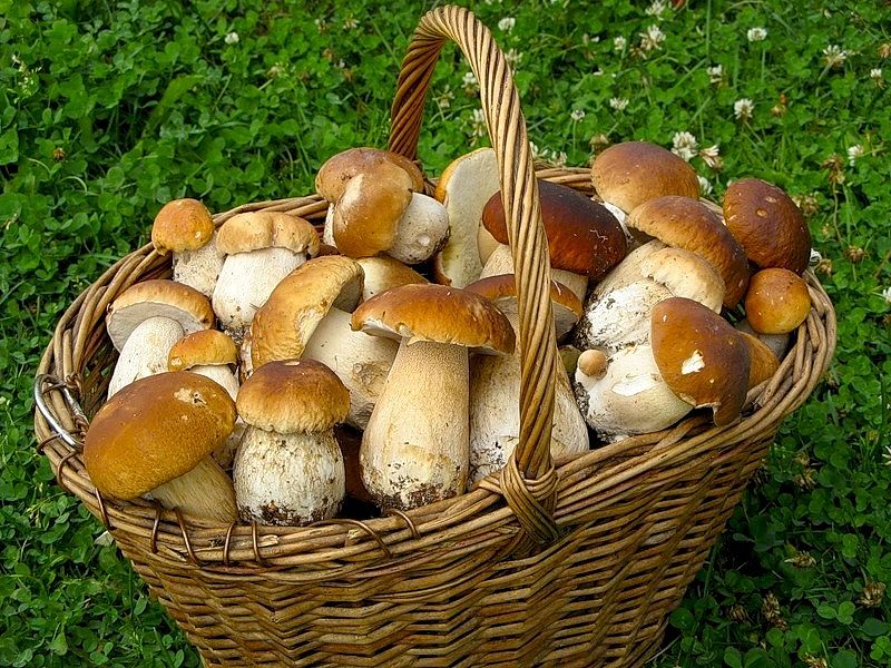 сбор грибов в Одесской области