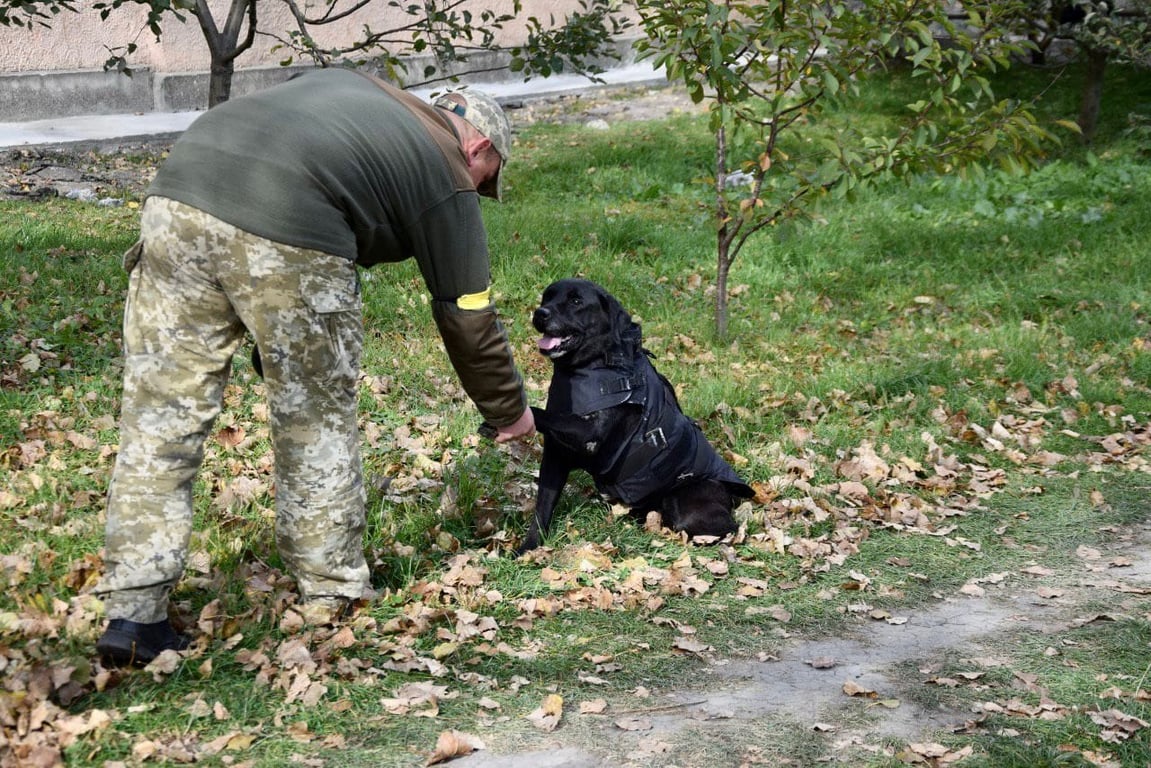 амуніція для собак