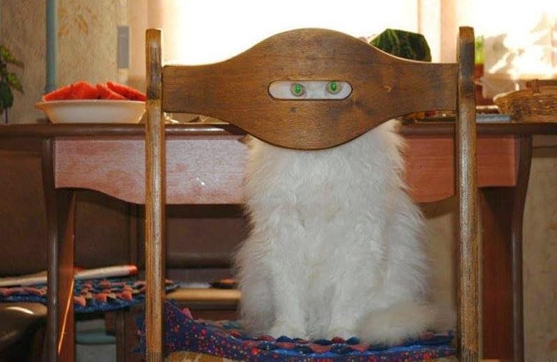 Коти, які сховалися від господарів – курйозні фото
