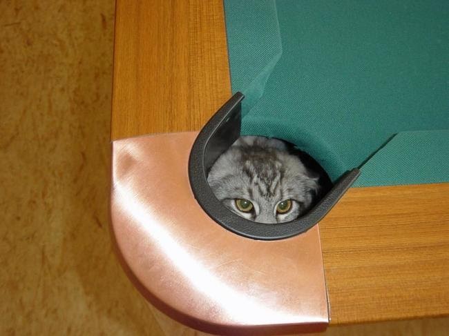 Коти, які сховалися від господарів – курйозні фото