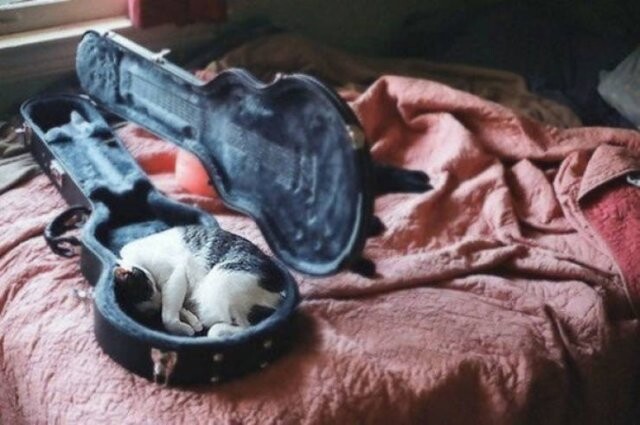 15 кошек, которые выбрали самое необычное место для сна.