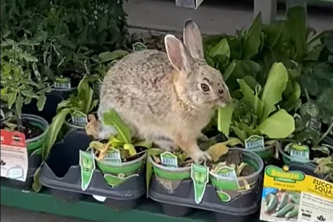 10 курьезных фото кроликов, совершивших преступление и не кающихся