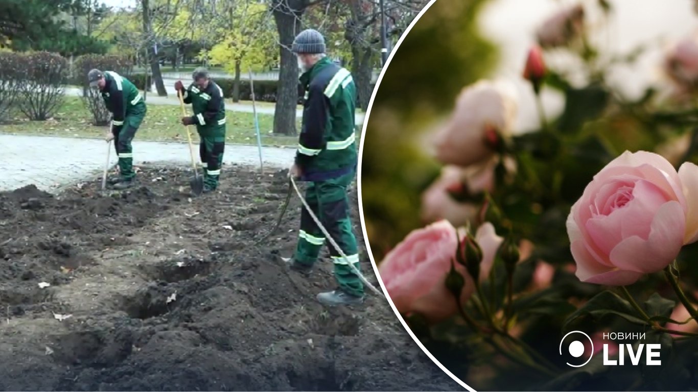 Троянди в Миколаєві