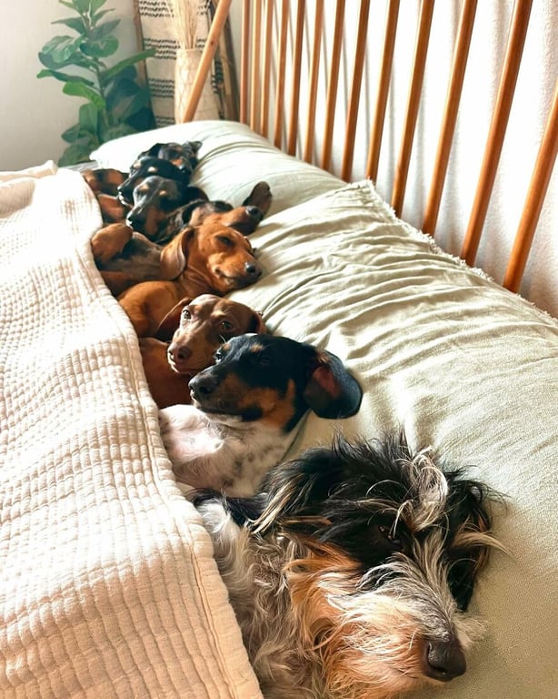 Девушка воспитывает восемь собак
