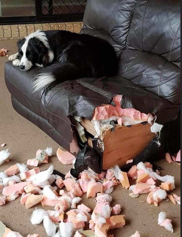 Собака разодрала диван - смешное фото с места преступления