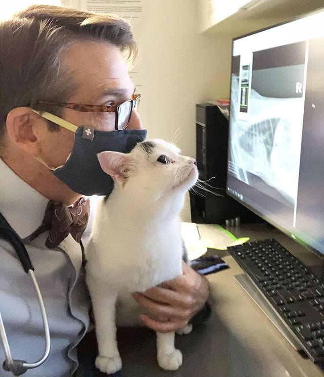 Кот на приеме у ветеринара.