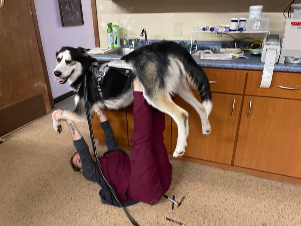 Собака бавиться з ветеринаром - кумедне фото
