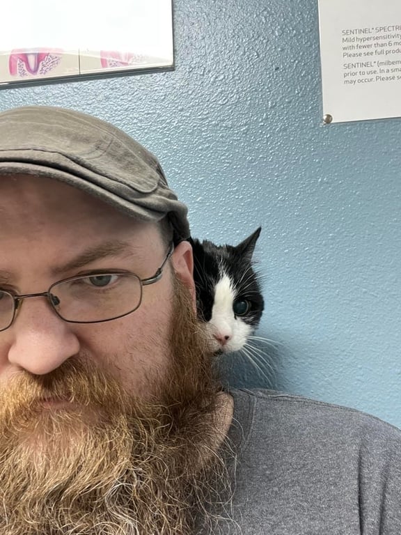 Кіт злякався ветеринара - курйозне фото