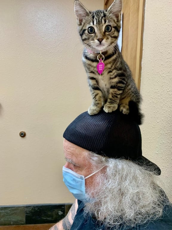 Кот в ветеринарной клинике – забавный кадр