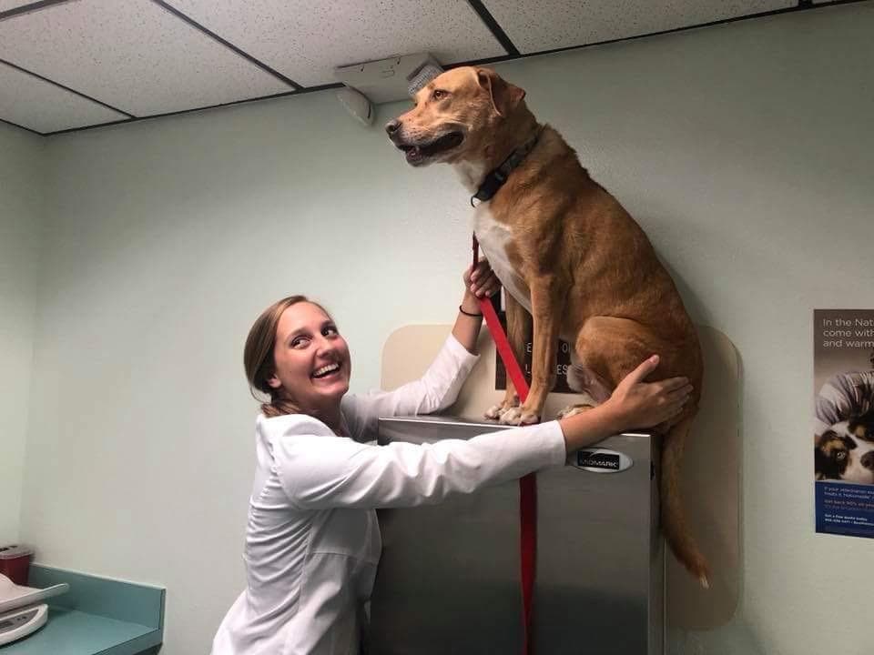Собака сховався від лікаря - смішне фото