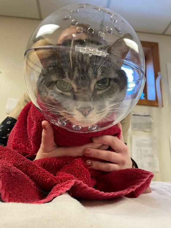 Кіт на прийомі у лікаря - смішне фото