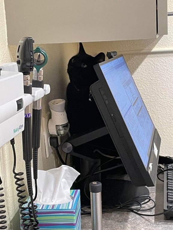 Кіт сховався від ветеринара - курйозне фото