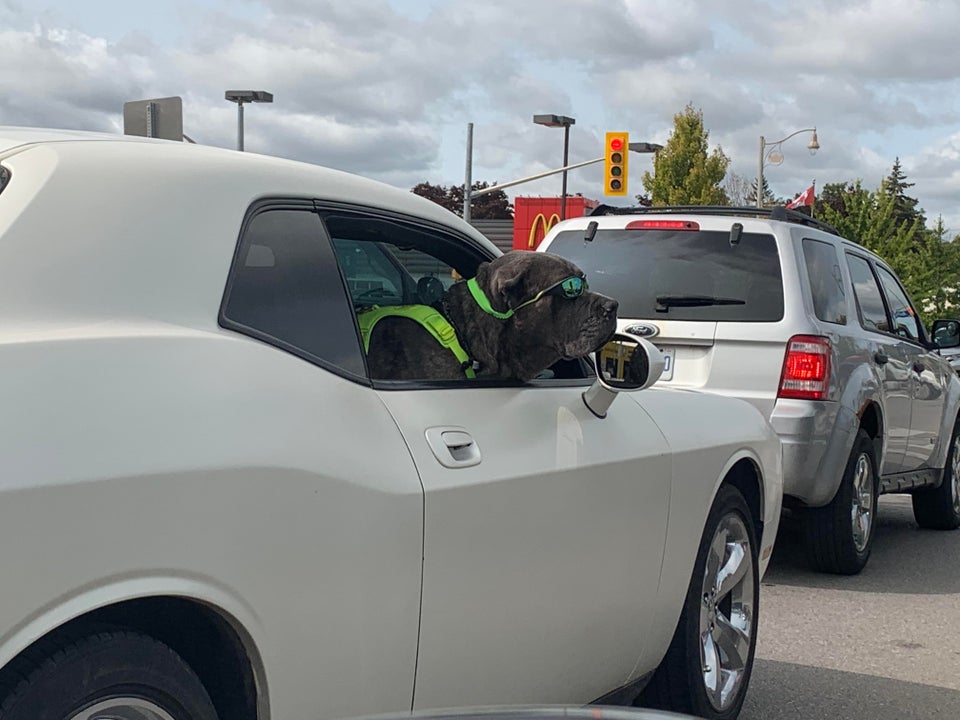 Собака в автомобиле - курьезное фото