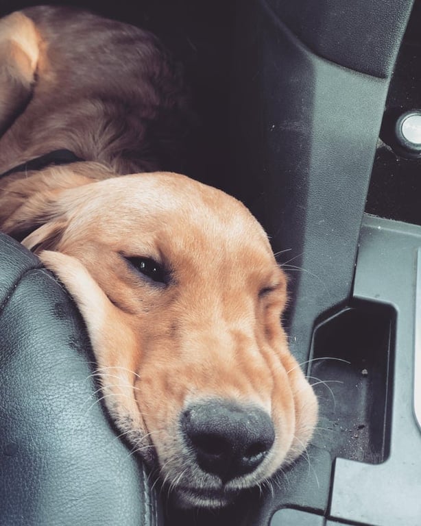 Собака заснула в дороге - забавный кадр