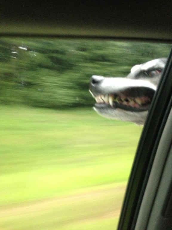 Смешные фотографии собак, выдвинувшихся из окна машины