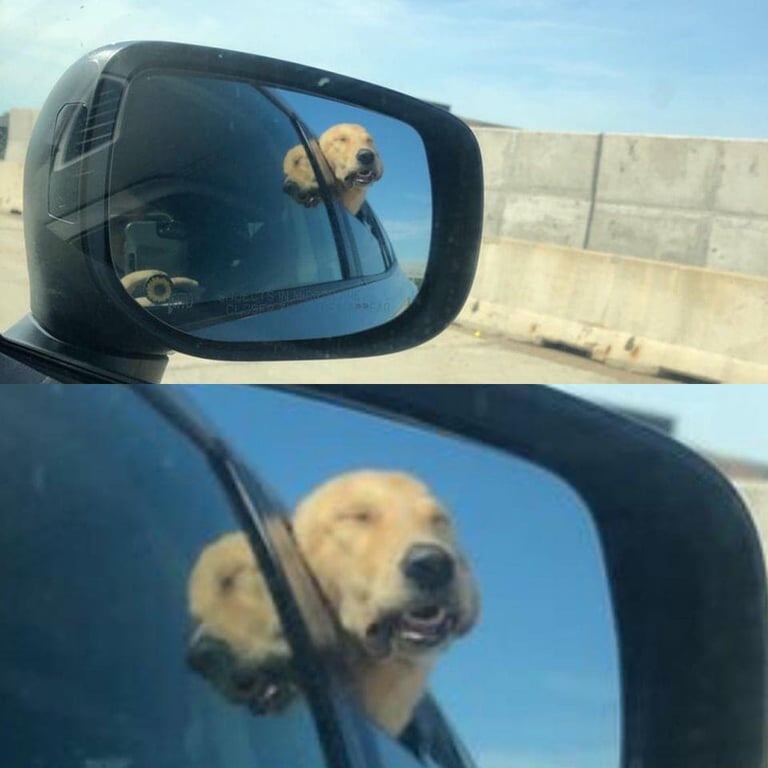Смешное фото собаки, выдвинувшейся из окна машины